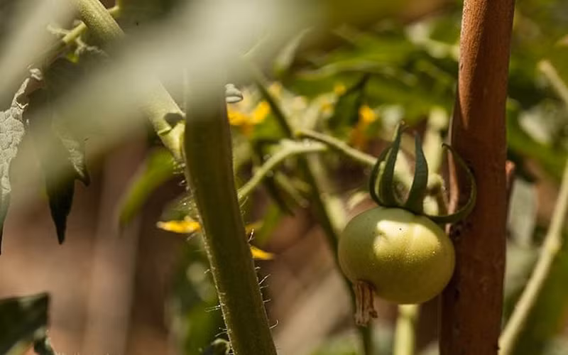 Thường xuyên dùng dây mềm buộc cây lên giàn để tránh đổ, bảo vệ các tầng quả không bị chạm đất gây bụi bẩn, dễ nhiễm sâu bệnh. Với cách làm giàn bằng dây thì thường xuyên cuốn thân cây vào dây.