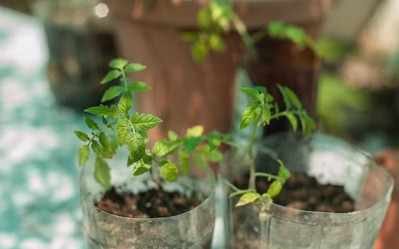 3. Kỹ thuật chăm sóc cây giống Tưới nước: Sử dụng nước sạch tưới cho cây con trong vườn ươm. Thường xuyên giữ ẩm cho cây.