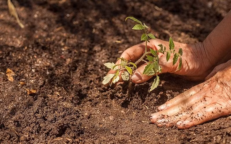 Cách trồng: Cho giá thể và nhẹ nhàng lấy cây con từ trong khay ươm ra đặt vào chậu hoặc diện tích đất trồng đã chuẩn bị sẵn giá thể, lấp đất xung quanh gốc và ấn nhẹ để cây đứng vững. Lưu ý: Trồng cây sao cho độ sâu của mặt bầu cây giống thấp hơn bề mặt giá thể 1cm, không nên trồng quá sâu vì dễ dàng làm cho cây bị bệnh lở cổ rễ.