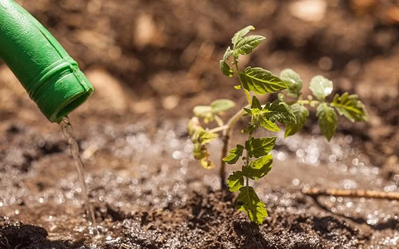 Nếu cây sinh trưởng kém nên bổ sung dinh dưỡng cho cây cà chua bằng cách hòa loãng đạm urê với nồng độ 0,5% để tưới cho cây con. Nên nhổ cây vào sáng sớm hay chiều mát, tránh dập nát.