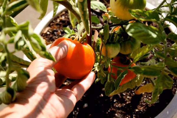 Đối với nhà nào bị chuột phá hại thì có thể thu sớm hơn khi quả bắt đầu chín, màu quả chuyển hồng có thể thu hoạch vào nhà để quả tự chín.