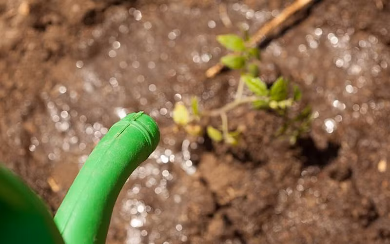 Trước khi nhổ xuất vườn 3 - 4 ngày thì ngừng tưới để luyện cây con. Tưới ẩm trước khi nhổ cây con 3 - 4 giờ để cây không bị đứt rễ.