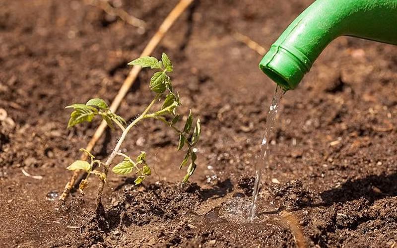 Nên tưới nước hàng ngày vào sáng sớm hoặc chiều mát, tùy thuộc vào độ ẩm của giá thể để có lượng tưới và số lần tưới thích hợp.