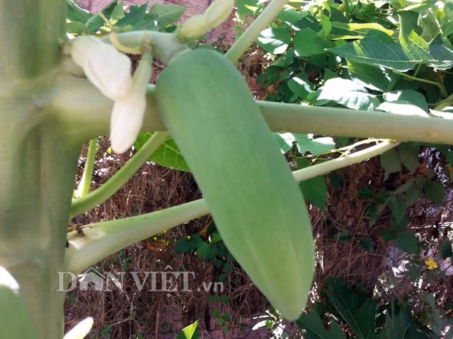 Theo ông Thơ, đây là giống đu đủ lai, không nhớ rõ lai lịch cụ thể. Trái của cây này khi lớn già có hình thon dài, đặc ruột, nặng 1 - 3kg/trái. Khi chín ruột có màu vàng tươi, hương vị thơm ngọt hơn nhiều giống đu đủ lai khác.