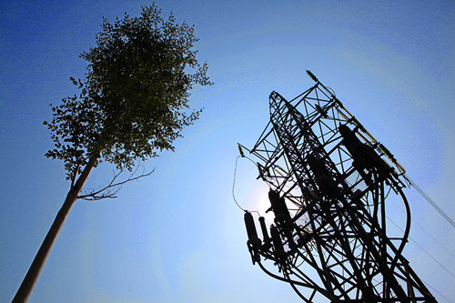 Những thân cây này có tên bàng lá nhỏ, cây mới được trồng trên tuyến đường Trần Nhật Duật - Trần Quang Khải có đường kính gốc từ 10cm – 15cm và có chiều cao trung bình từ 5m tới 7m. Bàng lá nhỏ thuộc nhóm cây gỗ nhỏ, ưa ánh sáng thân thẳng với nhiều cành, mọc thành các tầng tán. Lá đơn nhỏ, nhẵn bóng và có màu xanh sáng, thân cây có thể phát triển cao từ 10m đến 20m.