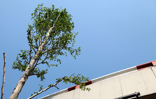 Trao đổi với PV, một chuyên viên của tổng công ty Điện Lực TP Hà nội cho biết: “Sau khi phát hiện cây xanh được trồng ngay dưới chân lưới điện 110KV ở dọc tuyến đường Trần Nhật Duật – Trần Quang Khải, Tổng Cty điện lực Tp Hà Nội đã nhiều lần gửi công văn, giấy mời tới Công ty TNHH MTV công viên cây xanh Hà Nội để mời họp, làm việc về vấn đề này, nhưng đều bị từ chối hoặc chỉ cử công nhân, người không đủ thẩm quyền tới dự họp.” “Chúng tôi đã phải liên tục cử người đi tuần tra, ghi nhận tình hình phát triển và chiều cao của cây, đến nay tuy chưa phát hiện cây xanh nào mọc cao vi phạm vào hành lang an toàn lưới điện. Nếu có sẽ tổ chức chặt hạ ngay để đảm bảo an toàn", vị đại diện này khẳng định.