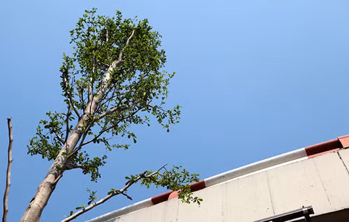 Trao đổi với PV, một chuyên viên của tổng công ty Điện Lực TP Hà nội cho biết: “Sau khi phát hiện cây xanh được trồng ngay dưới chân lưới điện 110KV ở dọc tuyến đường Trần Nhật Duật – Trần Quang Khải, Tổng Cty điện lực Tp Hà Nội đã nhiều lần gửi công văn, giấy mời tới Công ty TNHH MTV công viên cây xanh Hà Nội để mời họp, làm việc về vấn đề này, nhưng đều bị từ chối hoặc chỉ cử công nhân, người không đủ thẩm quyền tới dự họp.” “Chúng tôi đã phải liên tục cử người đi tuần tra, ghi nhận tình hình phát triển và chiều cao của cây, đến nay tuy chưa phát hiện cây xanh nào mọc cao vi phạm vào hành lang an toàn lưới điện. Nếu có sẽ tổ chức chặt hạ ngay để đảm bảo an toàn", vị đại diện này khẳng định.