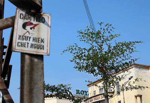 Những thân cây này dù mới trồng nhưng cũng đã có chiều cao từ 5 tới 7m, rất gần với đường lưới điện 110KV. Theo đại diện của Tổng công ty điện lực TP Hà Nội, những cột điện 110KV trên tuyến đường Trần Nhật Duật – Trần Quang Khải có độ cao từ 16m tới 18m, đoạn dây điện võng nhất có độ cao tính từ mặt đất tới bụng dây là 10m.