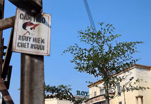 Những thân cây này dù mới trồng nhưng cũng đã có chiều cao từ 5 tới 7m, rất gần với đường lưới điện 110KV. Theo đại diện của Tổng công ty điện lực TP Hà Nội, những cột điện 110KV trên tuyến đường Trần Nhật Duật – Trần Quang Khải có độ cao từ 16m tới 18m, đoạn dây điện võng nhất có độ cao tính từ mặt đất tới bụng dây là 10m.