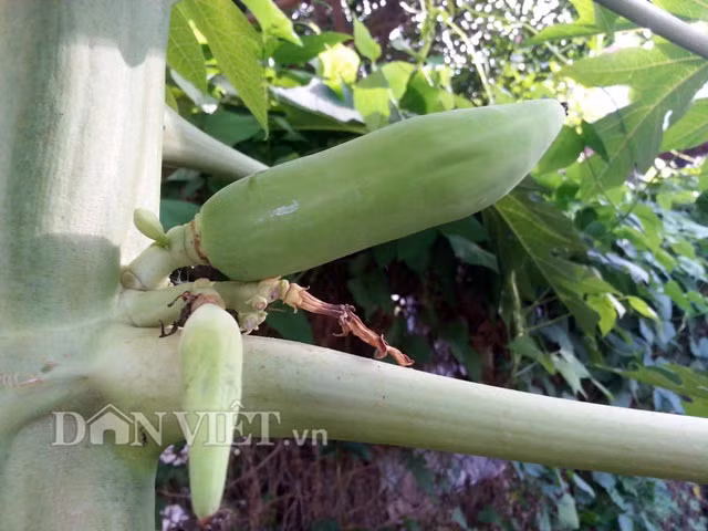 Cận cảnh trái đu đủ non chỉ thiên và chỉ địa