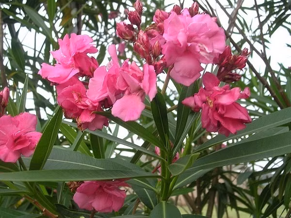 11. Cây trúc đào Trẻ có thể bị ngộ độc nếu tiếp xúc hoặc nuốt phải nhựa cây trúc đào. Ở mức độ nhẹ thì gây buồn nôn, ói mửa, tiêu chảy, rối loạn nhịp tim. Nhưng nếu nặng thì có thể mất kiểm soát cơ thể, hôn mê, thậm chí dẫn đến tử vong. Đó là bởi vì toàn thân trúc đào đều có chất cực độc Oleandrin, Neriin. Cây trúc đào tuy không được trồng trong nhà nhưng được trồng rất nhiều ở vườn, công viên vì vậy mẹ cần cẩn thận hơn.