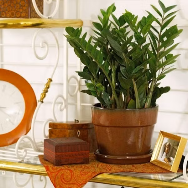 1. Cây kim tiền Đây là một loại cây cảnh được trồng rất nhiều trong các gia đình hiện nay. Không chỉ có ý nghĩa phong thủy to lớn là mang đến phú quý, giàu sang và tiền bạc cho gia chủ, cây kim tiền còn có khả năng hút bụi, vi khuẩn và một số khí độc rất hiệu quả. Tuy nhiên, rất nhiều nghiên cứu đã chỉ ra rằng trong cuống và lá của cây kim tiền có chứa nhiều tinh thể canxi oxalat. Đây là một chất mà chỉ cần một lượng nhỏ cũng đủ để gây ra ngứa và nóng rát mạnh trong miệng và họng hoặc nghiêm trọng hơn là sưng, ngạt thở nếu chúng ta ăn phải. Hơn nữa, với liều lượng oxalat canxi lớn hơn sẽ gây ra trạng thái nôn nao khó chịu mạnh đối với hệ tiêu hóa, khó thở và nếu quá nhiều sẽ có thể dẫn đến co giật, hôn mê và tử vong. Hiện tượng ngứa và nóng rát cũng sẽ xảy ra tương tự nếu chẳng may trẻ bôi phải nhựa cây lên mắt do làn da của trẻ vẫn còn mỏng, dễ kích ứng nên càng nguy hại hơn cho trẻ.