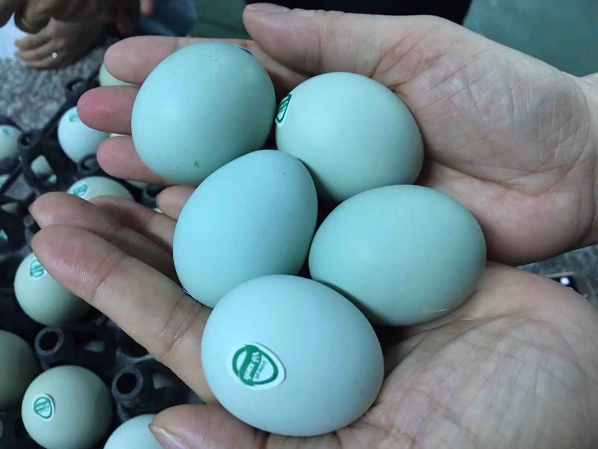 Thời gian gần đây trên thị trường xuất hiện loại trứng gà màu xanh da trời siêu lạ.