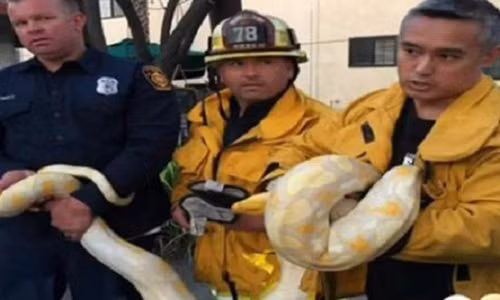 Các lính cứu hỏa của Trạm cứu hỏa Los Angeles bắt con trăn dài 4m. Ảnh: Facebook