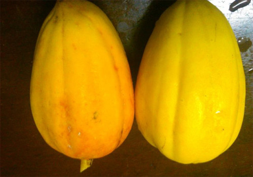 Quả đu đủ dùng hóa chất vỏ sáng bóng, sờ vào thấy cứng mặc dù lớp vỏ bên ngoài đã chuyển sáng màu vàng. Khi thấy một quả chín đều từ cuống thì chắc chắn nó đã được 'độ' qua hóa chất.