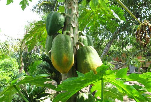 Đu đủ chín tự nhiên bao giờ cũng có một mặt chín hơn mặt còn lại do mặt ngoài hứng được nhiều ánh sáng mặt trời hơn. Vỏ thường một lớp nấm màu trắng bên trên, thỉnh thoảng xuất hiện chấm đen hoặc vết lõm nhỏ, màu không vàng đều mà vẫn còn chấm xanh. Về cảm quan, đu đủ chín tự nhiên sờ vào thấy mềm đều, những điểm có màu vàng thấy không còn sự xuất hiện của nhựa.