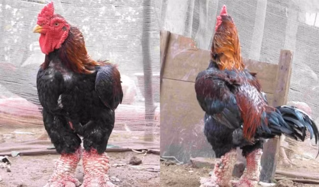 Gà Đông Tảo ngon là gà có sắc mào đỏ, mặt mũi nhìn nhanh nhẹn. (Ảnh minh họa).