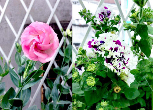 Cát tường và dạ yến thảo kép.