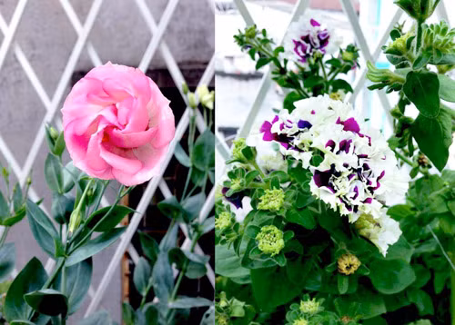 Cát tường và dạ yến thảo kép.