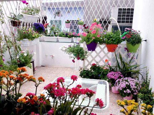 Hiểu được sở thích của vợ, chồng chị Linh Chi đã xây cất một khu vực tầng thượng cho chi thỏa sức với đam mê trồng cây, trồng hoa của mình. Dù nhỏ nhưng thực sự chị Linh Chi đã biến nó thành một khu vườn đẹp mê ly với hàng chục loại hoa thi nhau khoe sắc.