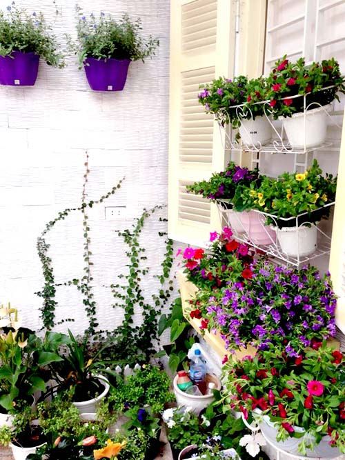 Bên cạnh đó, chị Linh Chi cho biết phải thường xuyên cắt tỉa cành để cây phát triển tốt. Ngày nào chị cũng phải tranh thủ nhặt sạch lá héo, hoa tàn để vệ sinh cho cây. Gốc cây luôn được thông thoáng và sạch sẽ cũng là một biện pháp để phòng tránh nấm và sâu bệnh cho hoa.