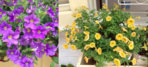 Không thể thiếu những chậu hoa đặc trưng của ban công như triệu chuông.