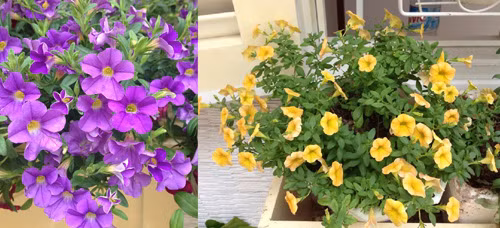 Không thể thiếu những chậu hoa đặc trưng của ban công như triệu chuông.