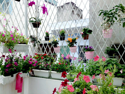 Tôi đến thăm ngôi nhà của chị Linh Chi (Kim Mã, Hà Nội) vào một ngày đông se se lạnh. Cảm xúc đầu tiên khá choáng ngợp khi trước mắt là khu " vườn thiên đường" với hàng chục loài hoa đủ sắc màu và hương thơm. Nếu không hỏi ra thì ít ai tin được rằng chị Chi mới chỉ bắt đầu trồng hoa từ mùa đông năm ngoái.
