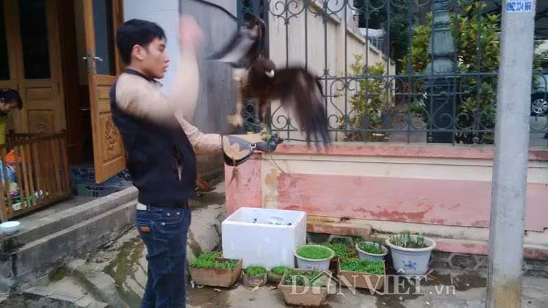 Cần thiết nhất phải có một chiếc bao tay bằng da để bảo vệ tay không bị thương khi cho chim đậu và bộ dây buộc chân để giữ chúng trong tầm kiểm soát trước khi thả chúng bay tự do.