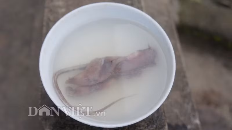 Thức ăn cho chim đại bàng là chuột đồng được làm sạch, thịt gà con và thêm một ít thuốc tiêu hoá.