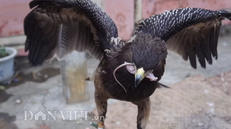 Sải cánh của chú đại bàng này đã được hơn 1m.