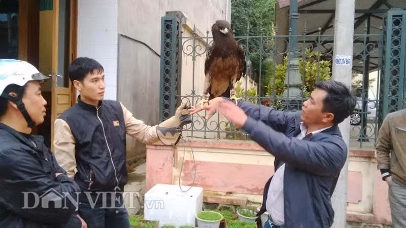 Mỗi ngày sau giờ làm, anh Quang phải đỡ chim đại bàng 3, 4 tiếng để nó làm quen với người, tập tính dạn dĩ, không bị hoảng loạn.