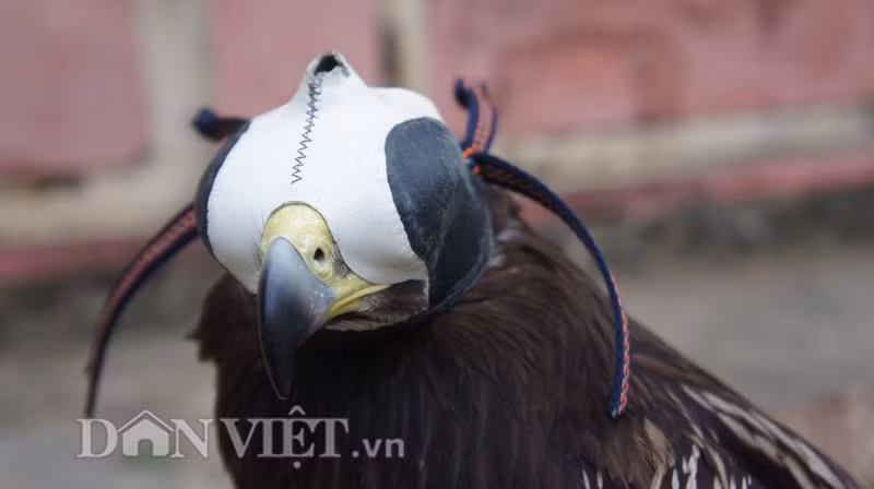 Là người duy nhất ở huyện sở hữu một chú chim săn mồi, anh Quang cho biết mặc dù đại bàng đốm là giống khá hiếm ở Việt Nam nhưng vì say mê loài chim này nên anh đã tự tìm hiểu trên mạng và cũng mua vài con về chơi thử, học hỏi cách huấn luyện. Trước khi nuôi đại bàng đốm, anh Phong cũng đã huấn luyện được một số loại chim săn mồi như cắt, diều hâu…