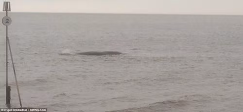 Lực lượng tuần dương Mỹ đã phát hiện hai con cá nhà táng khổng lồ bị mắc kẹt ở vùng nước nông vào ngày 22/1. Sau một thời gian vùng vẫy, một con đã may mắn chạy thoát.