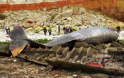 Đây là một con cá nhà táng khổng lồ nặng 30 tấn và dài gần 15 mét.