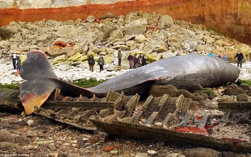 Đây là một con cá nhà táng khổng lồ nặng 30 tấn và dài gần 15 mét.