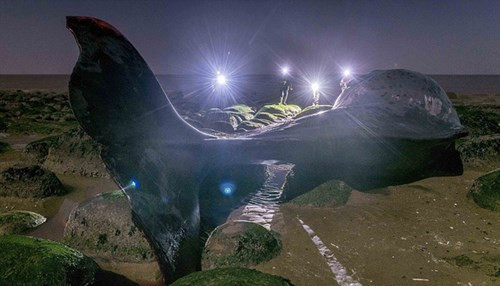 Tính từ đầu năm 2015 đến nay, đã có 6 con cá nhà táng gặp nạn ở vùng biển này.