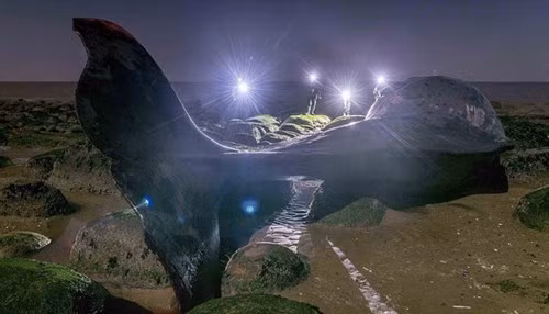 Tính từ đầu năm 2015 đến nay, đã có 6 con cá nhà táng gặp nạn ở vùng biển này.