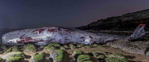 Các chuyên gia cho rằng, nó đã bị mất phương hướng trên đường kiếm ăn.