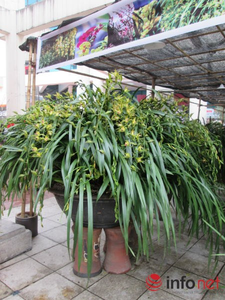 Tính trung bình mỗi nhành hoa nở trong chậu có giá 1,2 triệu đồng.