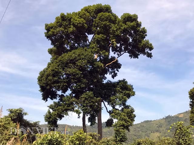 Lạ mắt hàng chục cây ổ rồng đung đưa trên ngọn đại thụ La mat hang chuc cay o rong dung dua tren ngon dai thu