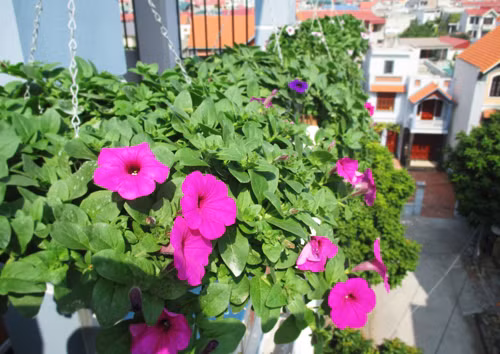 Thời gian để dạ yến thảo từ khi ươm hạt đến có hoa mất khoảng 3 tháng.