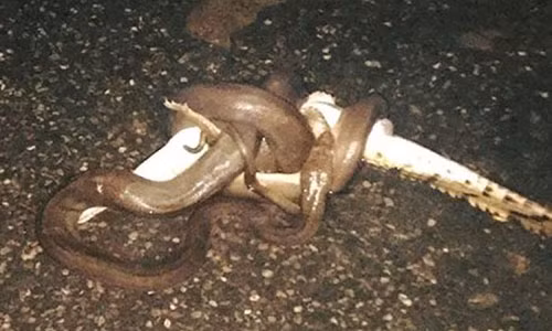 Hãi hùng khi thấy trăn khổng lồ ăn sống cá sấu Hai hung khi thay tran khong lo an song ca sau