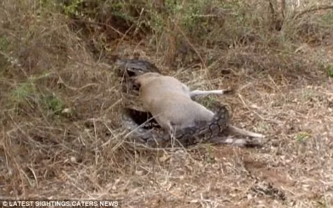 Linh dương được biết đến là một trong những thức ăn mà trăn đá châu Phi đặc biệt ưa thích. Tuy nhiên, vì quá háu ăn và không cẩn thận, con trăn trên đã để mình rời vào nguy hiểm dù đang ở thế áp đảo.