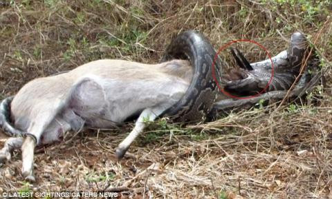 Sau một hồi xoay sở, cuối cùng trăn cũng đã thoát nạn, nó nhả con mồi ra và bò vào trong bụi cây trốn đi. Tuy trăn đã thoát khỏi chiếc sừng của linh dương, nhưng nó đã bị thương nặng. Vết thương này sẽ ảnh hưởng đến việc kiếm ăn và tự vệ của nó trước những kẻ săn mồi khác. Không rõ con trăn có sống sót được không. Tuy nhiên, theo du khách đã chứng kiến vụ việc, có lẽ sự cố trên đã khiến nó suýt nữa mất mạng.