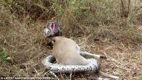 Được biết, trăn đá châu Phi có tên khoa học là Python sebae. Loài động vật bò sát này phân bố chủ yếu ở châu Phi, có nhiều nhất là tại khu vực phía Nam sa mạc Sahara. Loài vật này không có nọc độc. Cách để chúng giết chết con mồi là tóm lấy và siết con mồi thật chặt, cho đến khi con mồi bị gãy xương hoặc tắc thở.