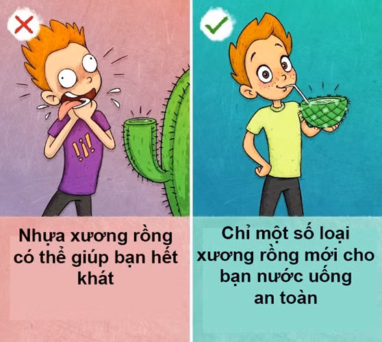 Chỉ có một số ít các loại xương rồng là chứa nước uống được, còn lại thì hầu hết chúng đều có độc. Uống nhựa xương rồng có thể làm bạn bị ốm, nôn ra những chất lỏng quý giá và mất nước nhanh hơn.