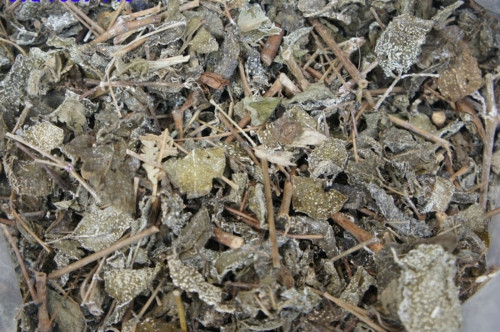 “Thần dược” chỉ duy nhất là cây trà đắng phơi khô.