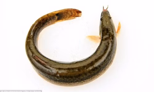 Suyt chet vi nhet 2 con ca chach vao hau mon luc say