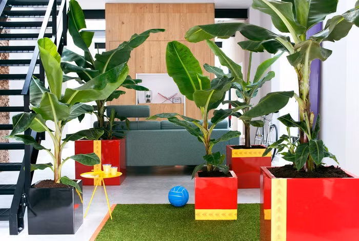 Khong ngo chuoi mini la cay canh hot nhat he 2017